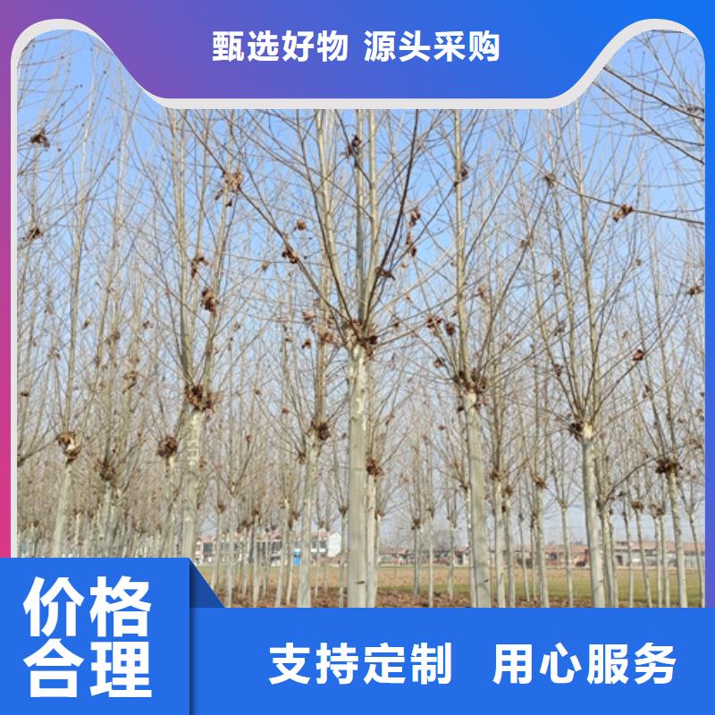 翌昊白蜡【法桐】-五角枫为您提供一站式采购服务aq00.com