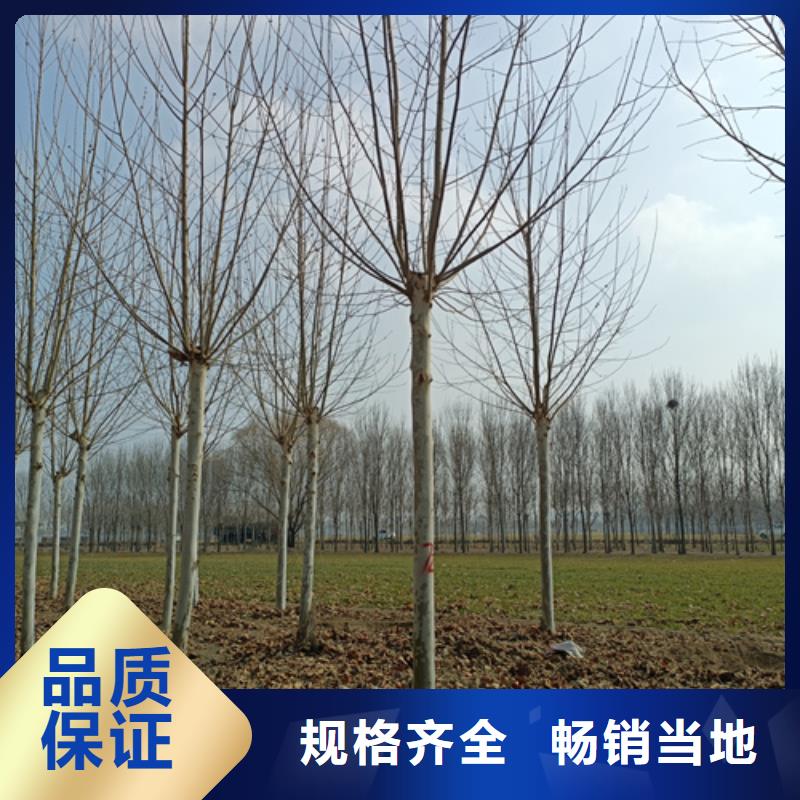 【法桐无中间商厂家直销】