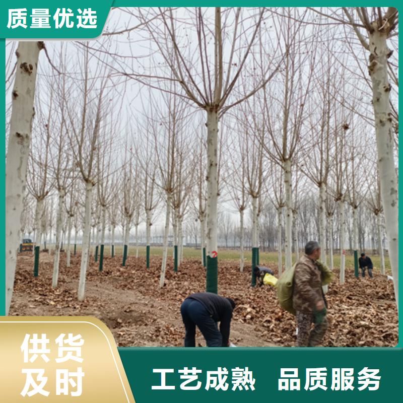 法桐,黄金槐做工精细