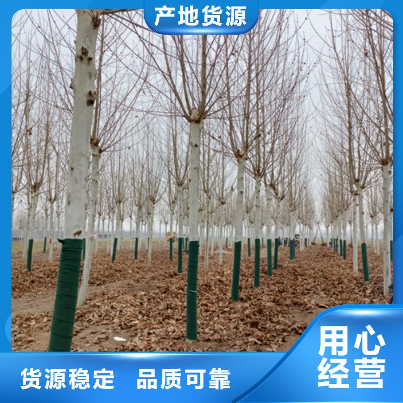 法桐-【金叶槐】的图文介绍本地供应商