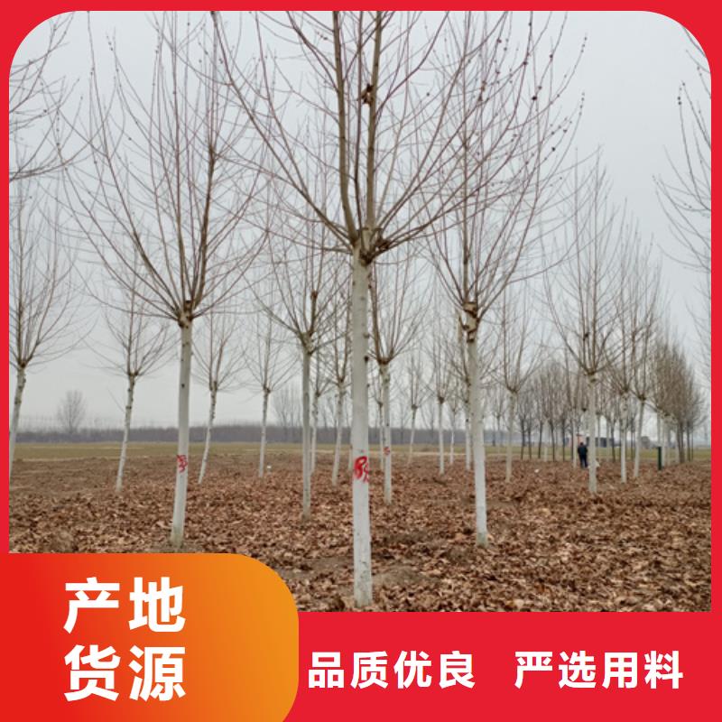 【法桐,金叶复叶槭厂家直销直供】