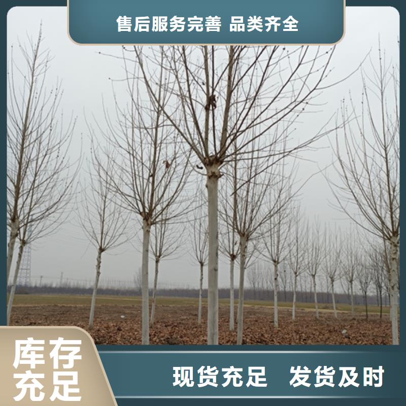 法桐_五角枫真诚合作