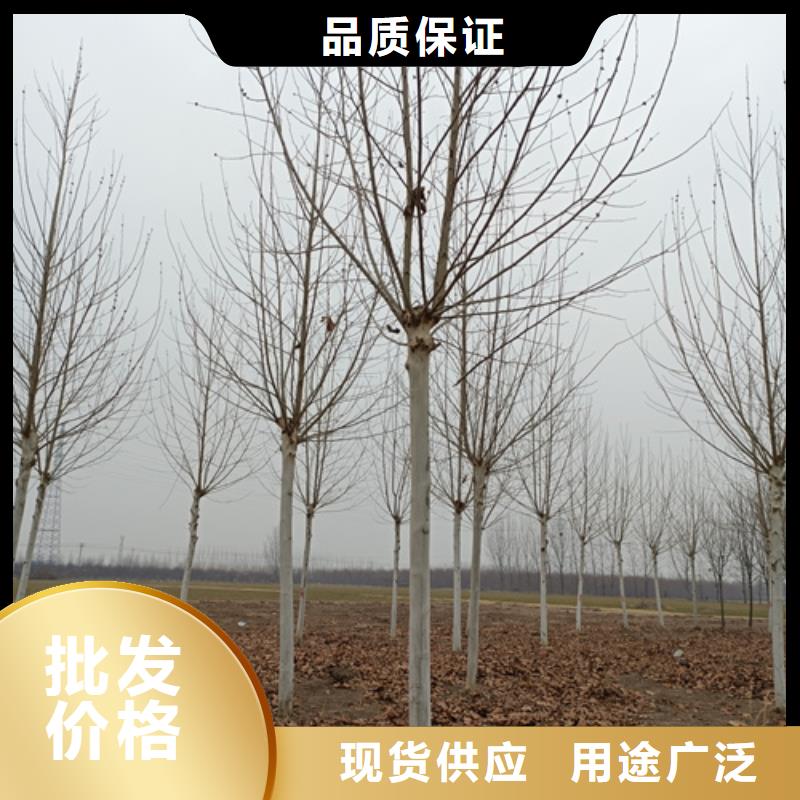 法桐【五角枫】拒绝差价