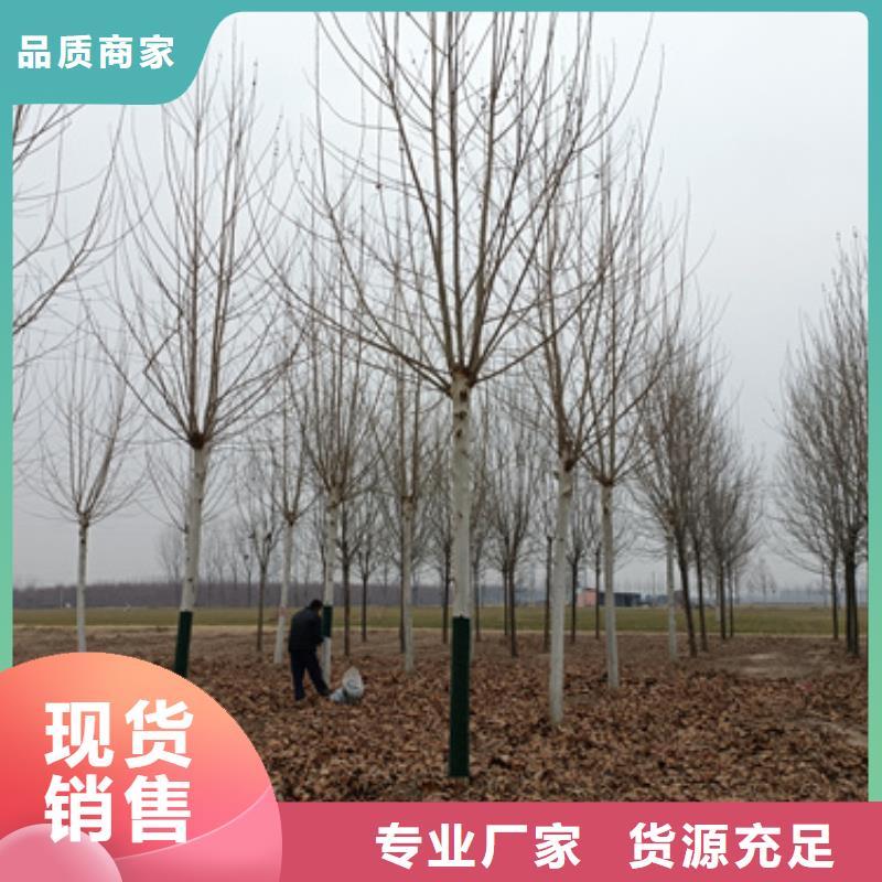 法桐截杆发帽品质保证实力见证