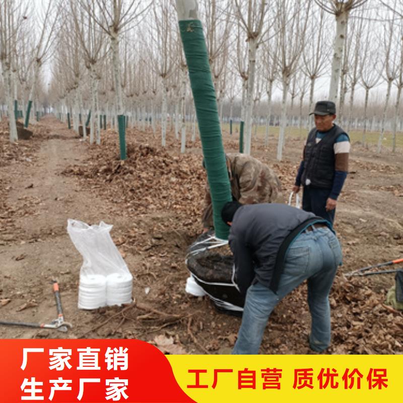 法桐【国槐】行业优选