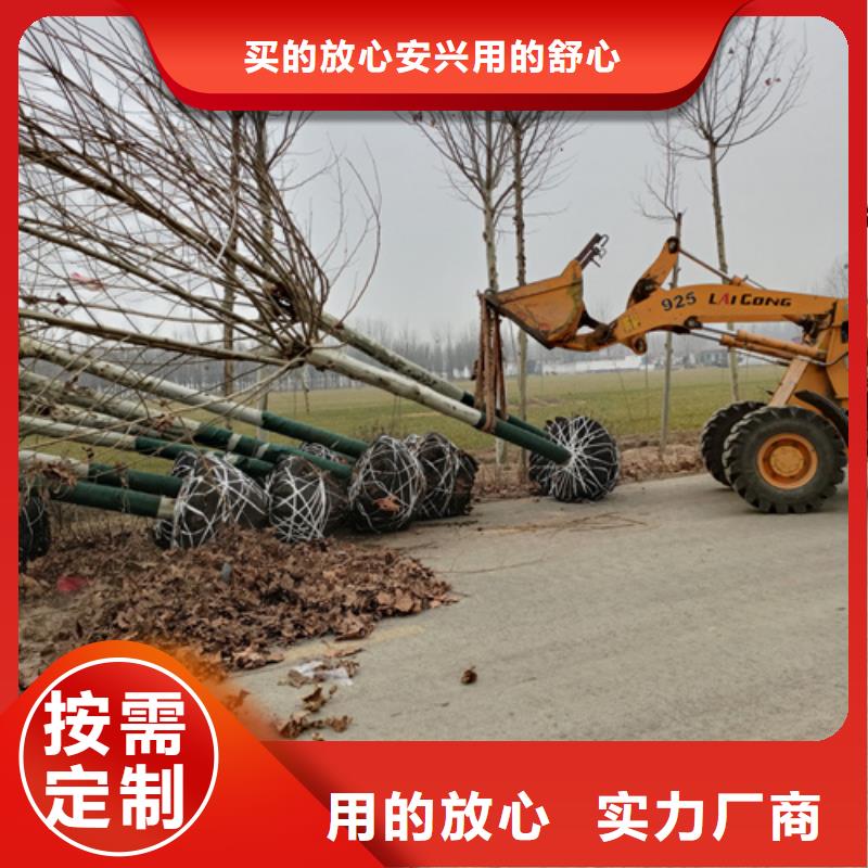 白蜡-视频-山东省|青岛|日照|济宁|泰安|枣庄白蜡-翌昊