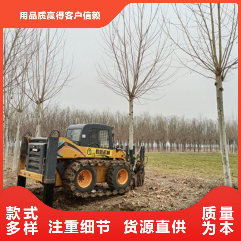 法桐五角枫来图定制量大从优