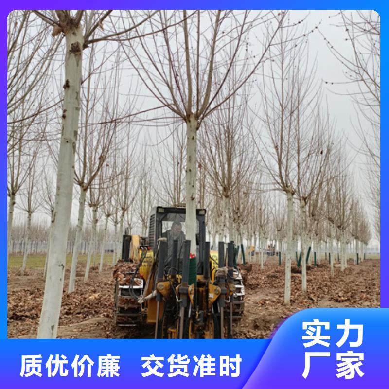 白蜡视频-香格里拉|德钦|临沧|大理|保山|德宏|曲靖|玉溪|西双版纳翌昊白蜡_ 翌昊苗木种植基地(迪庆市分公司)