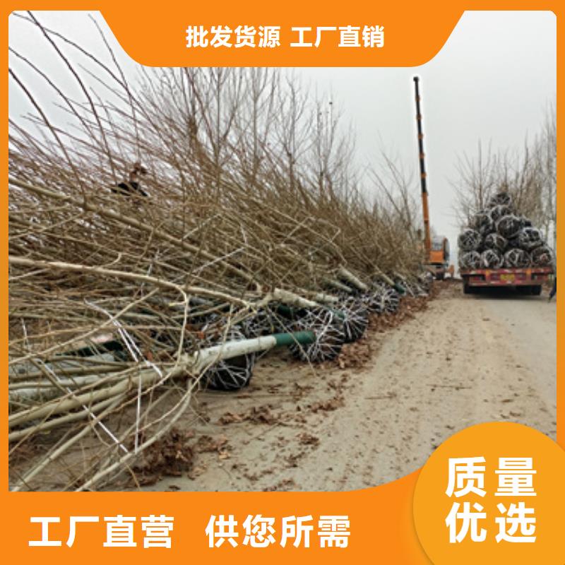 法桐-【金叶槐】的图文介绍本地供应商