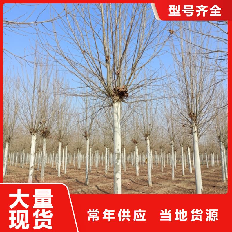 法桐,国槐现货直发