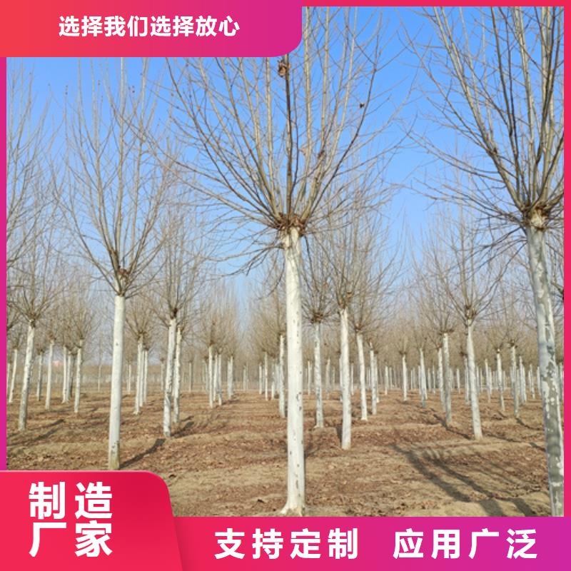 法桐-【金叶槐】的图文介绍本地供应商
