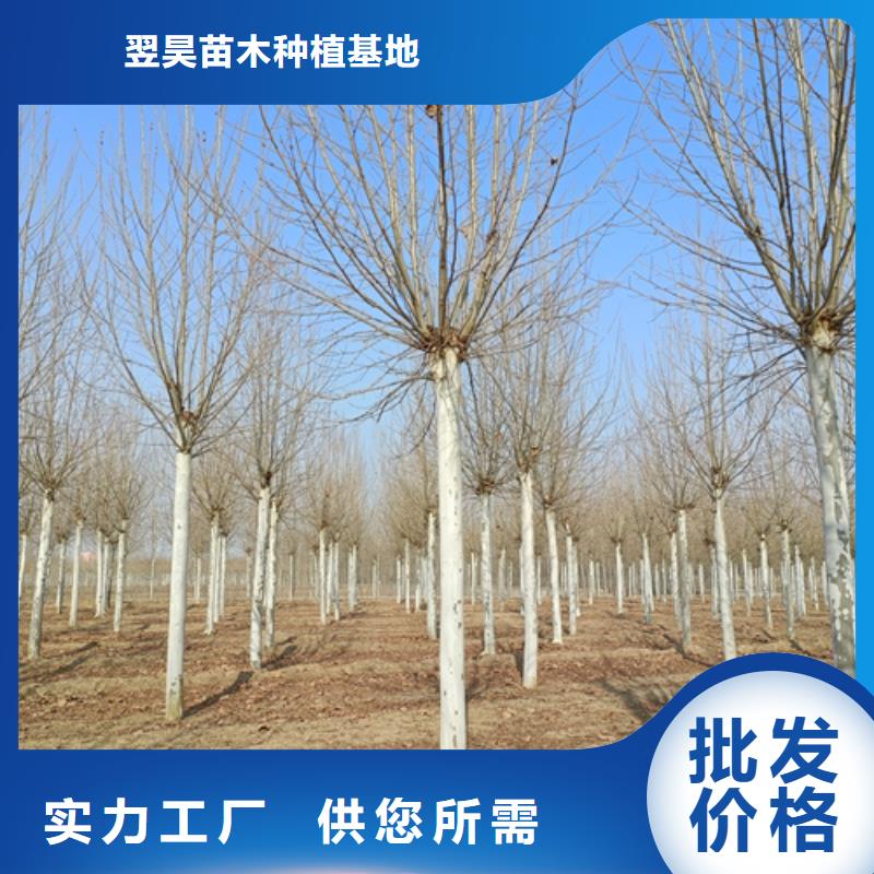 法桐,白蜡实体厂家