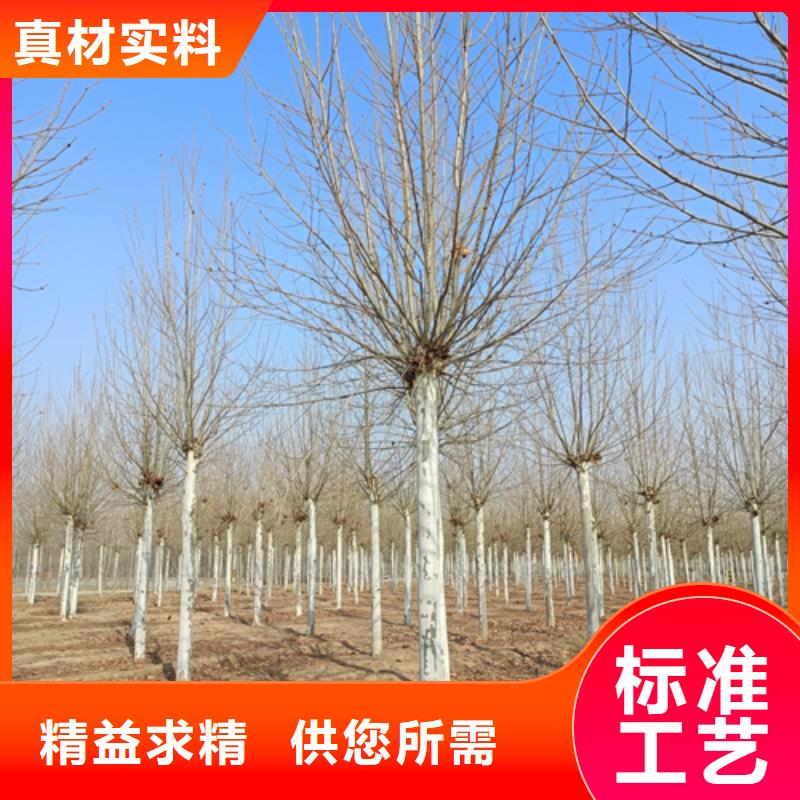 法桐原生冠法桐适用范围广