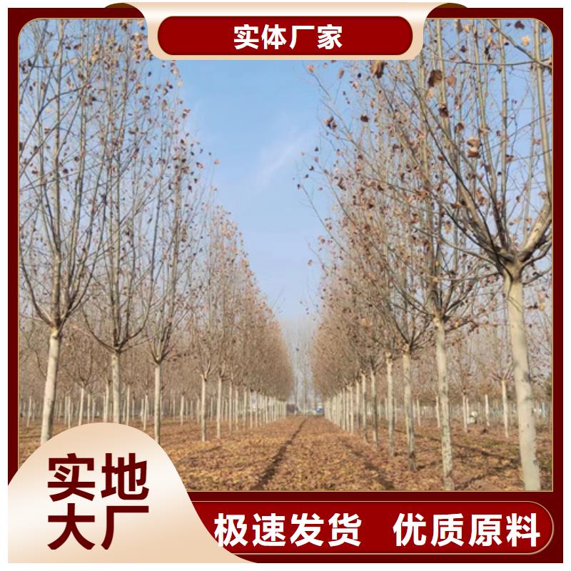 法桐-【金叶槐】的图文介绍本地供应商