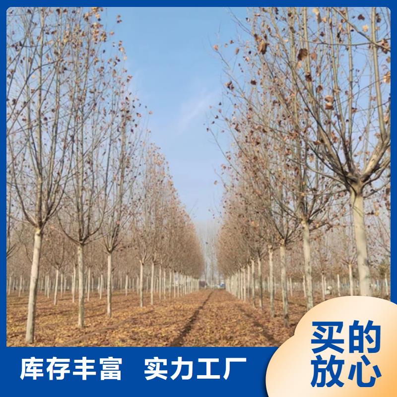 法桐秋紫白蜡多种场景适用
