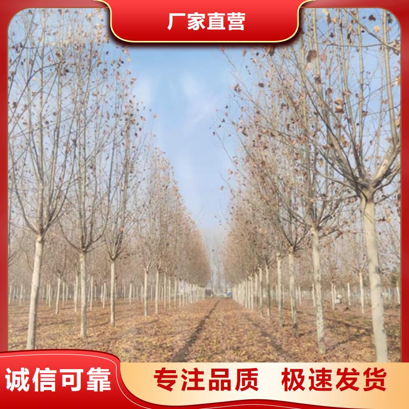 法桐,金叶白蜡产品细节参数