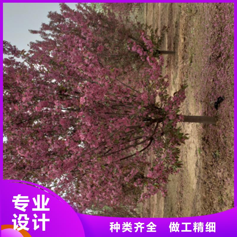 法桐_国槐厂家货源稳定
