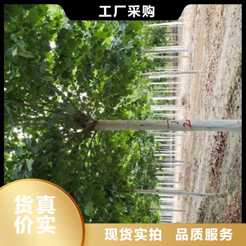 法桐,金叶槐品质保障售后无忧