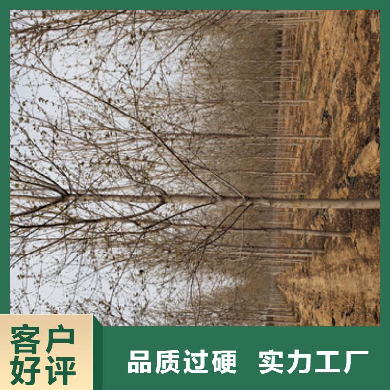 法桐北京栾随到随提