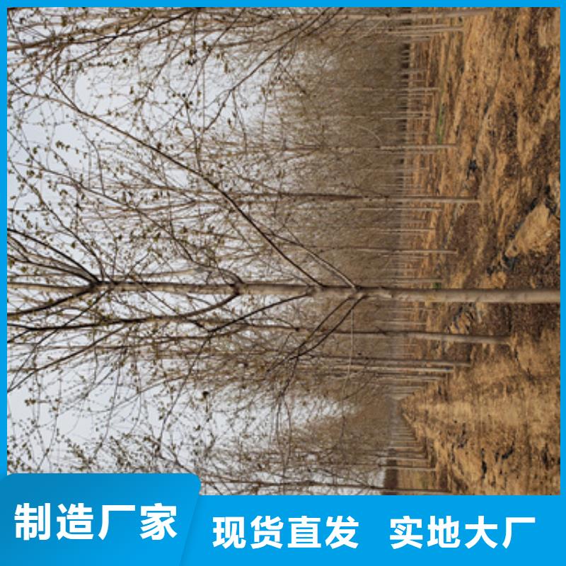 法桐-国槐当地厂家值得信赖