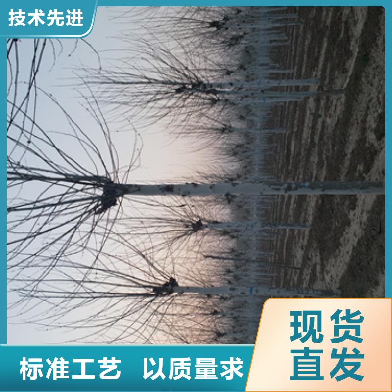 法桐,五角枫质量牢靠