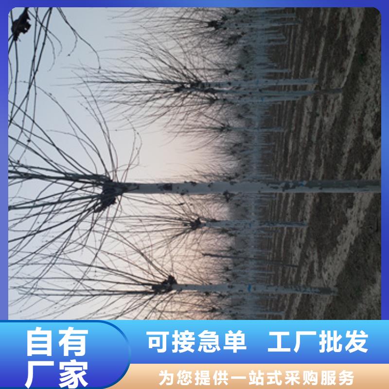 【法桐】美国红枫物流配货上门