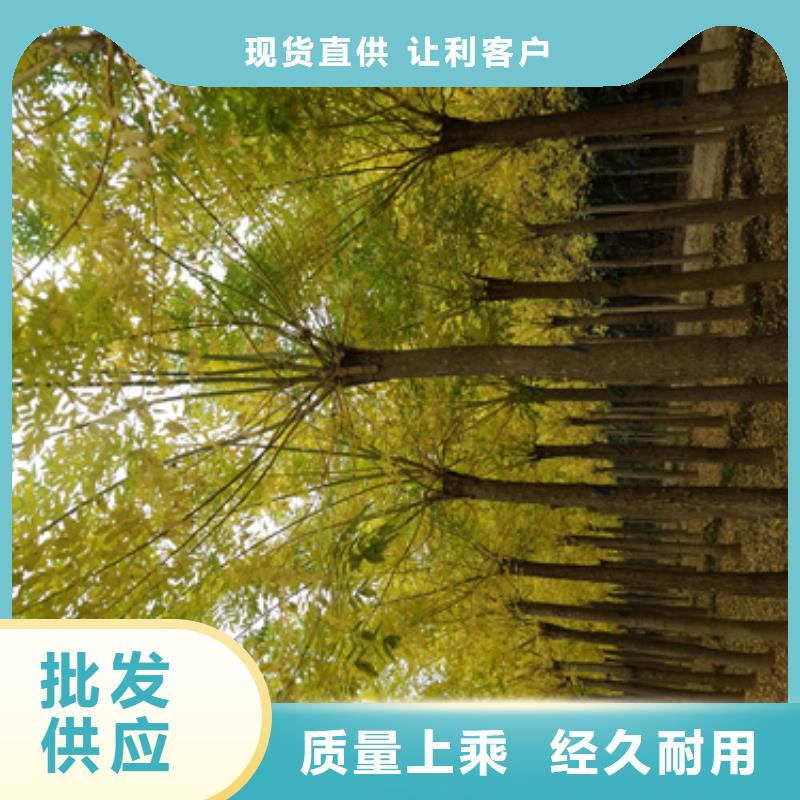 法桐炫丽海棠欢迎来厂考察