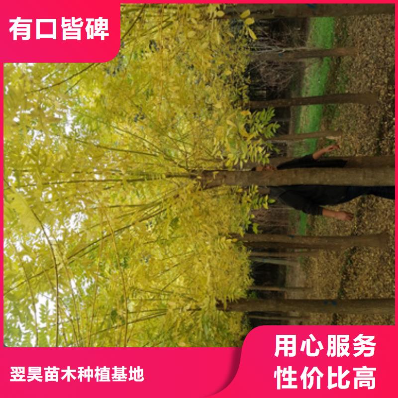 法桐【金叶复叶槭】厂家直接面向客户