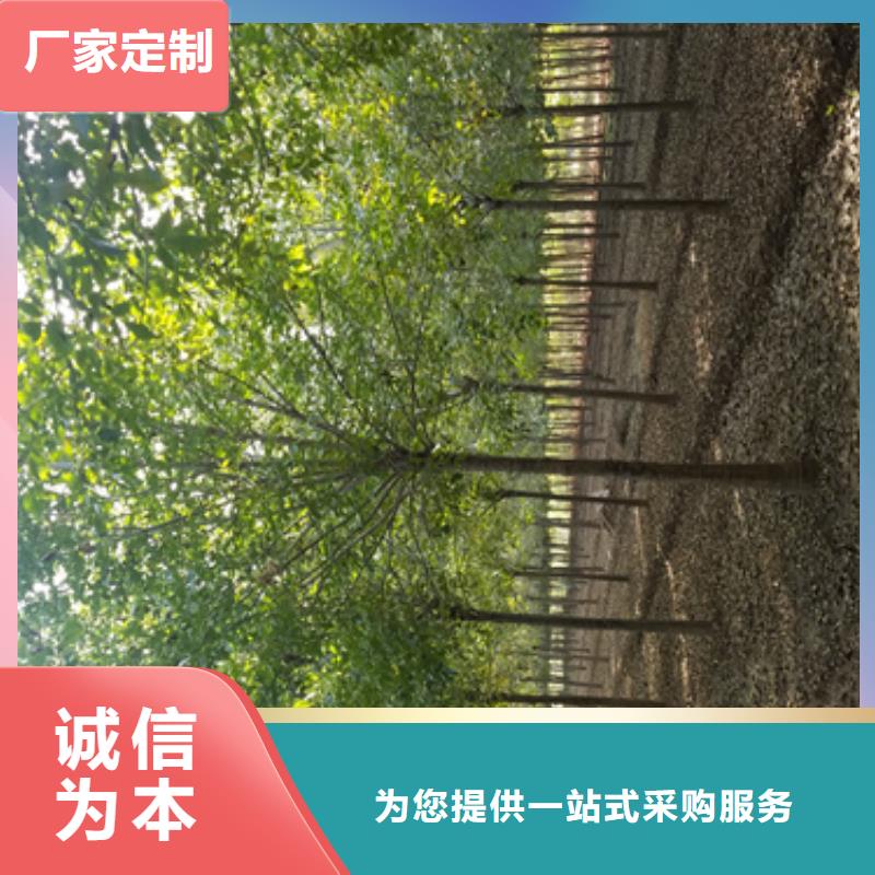 法桐国槐24小时下单发货