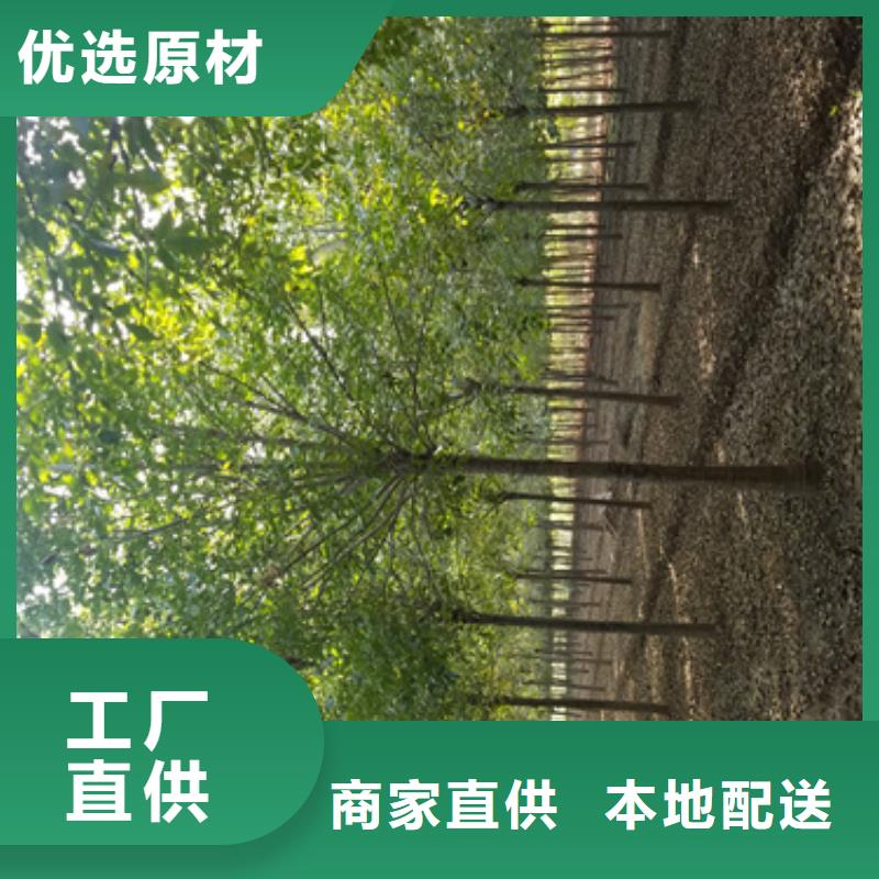法桐黄金槐质检合格发货