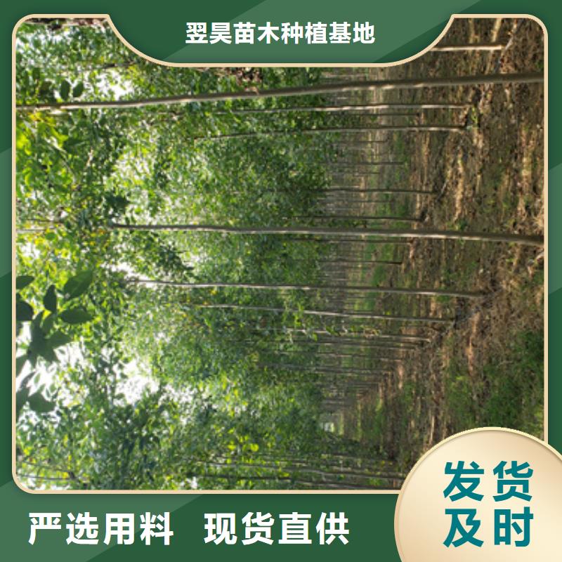法桐_金叶白蜡优质工艺