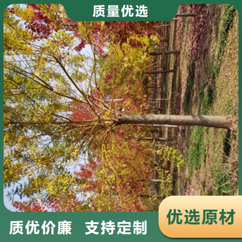 法桐型号齐全