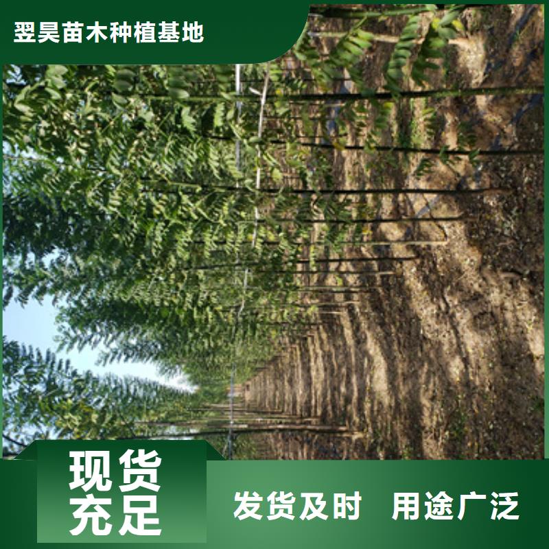 法桐五角枫实力大厂家