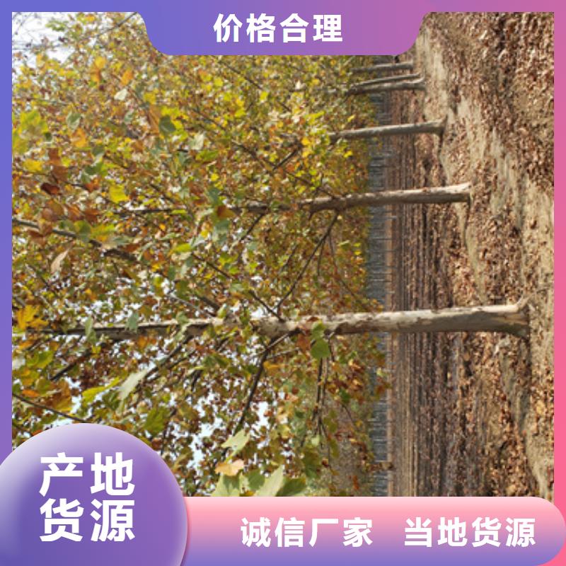 法桐-黄金槐品质做服务