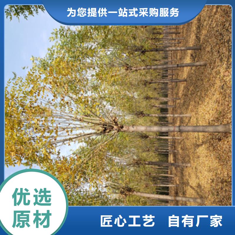 法桐-五角枫专注细节专注品质