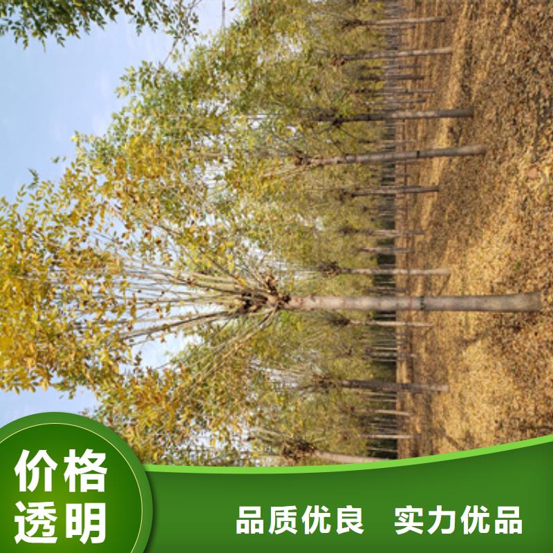 法桐五角枫实力大厂家