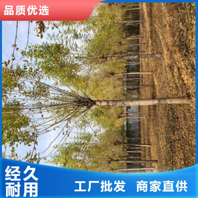 【法桐,金叶复叶槭厂家直销直供】