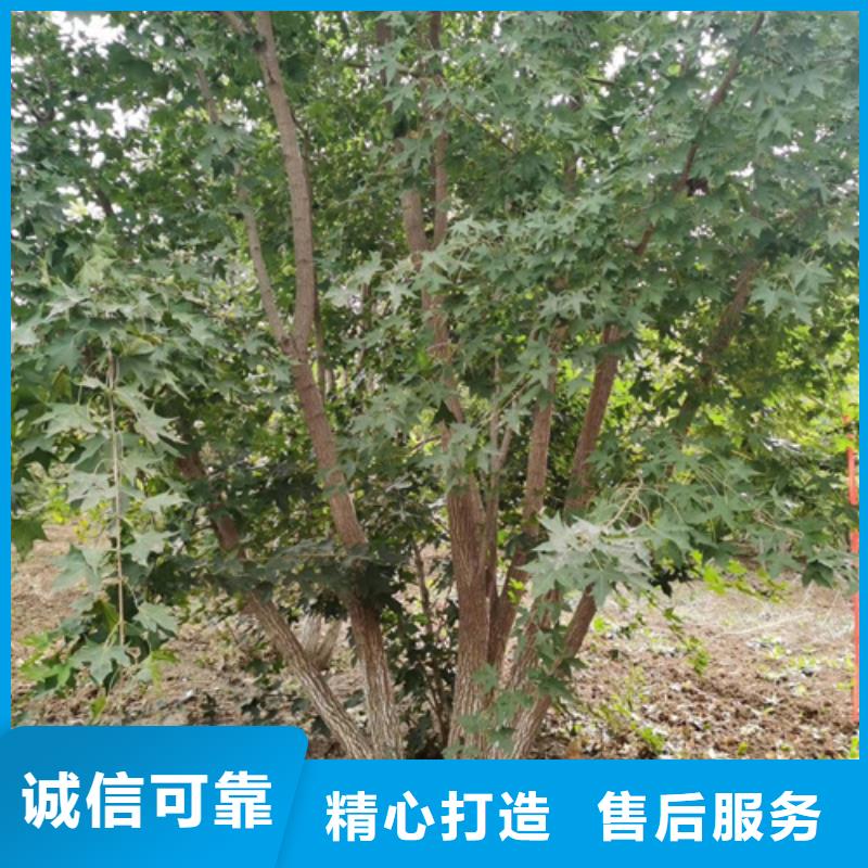 法桐西府海棠规格型号全