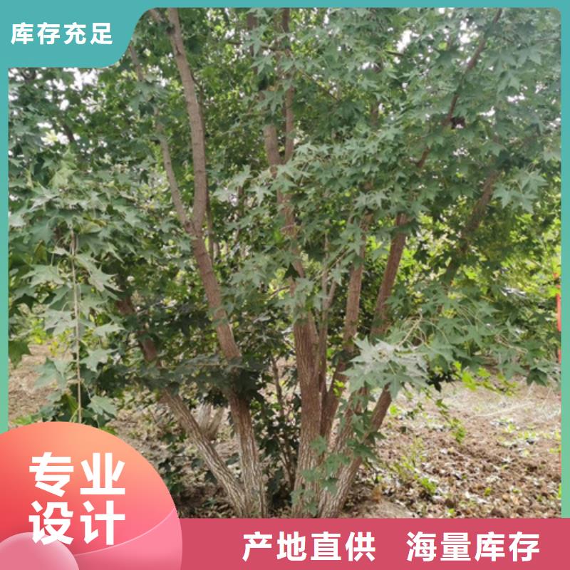 法桐_白蜡产地货源