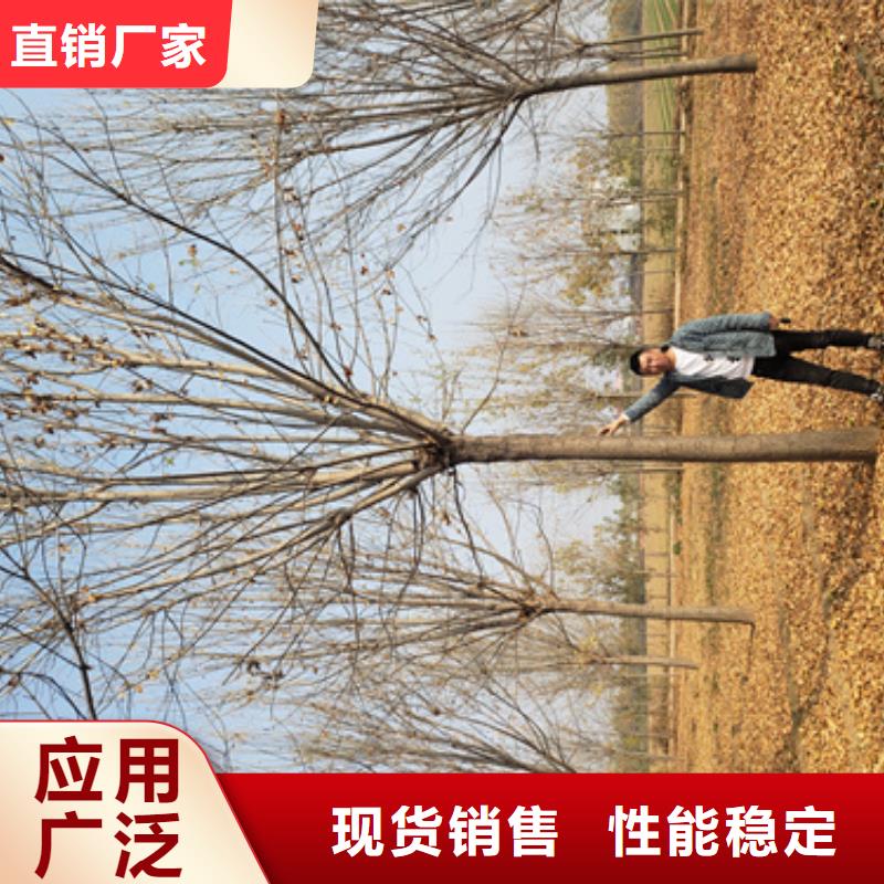 法桐,金叶白蜡产品细节参数