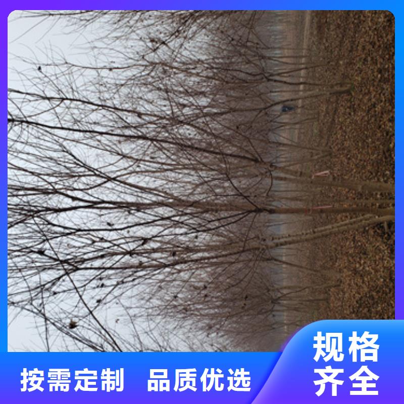法桐国槐今日价格