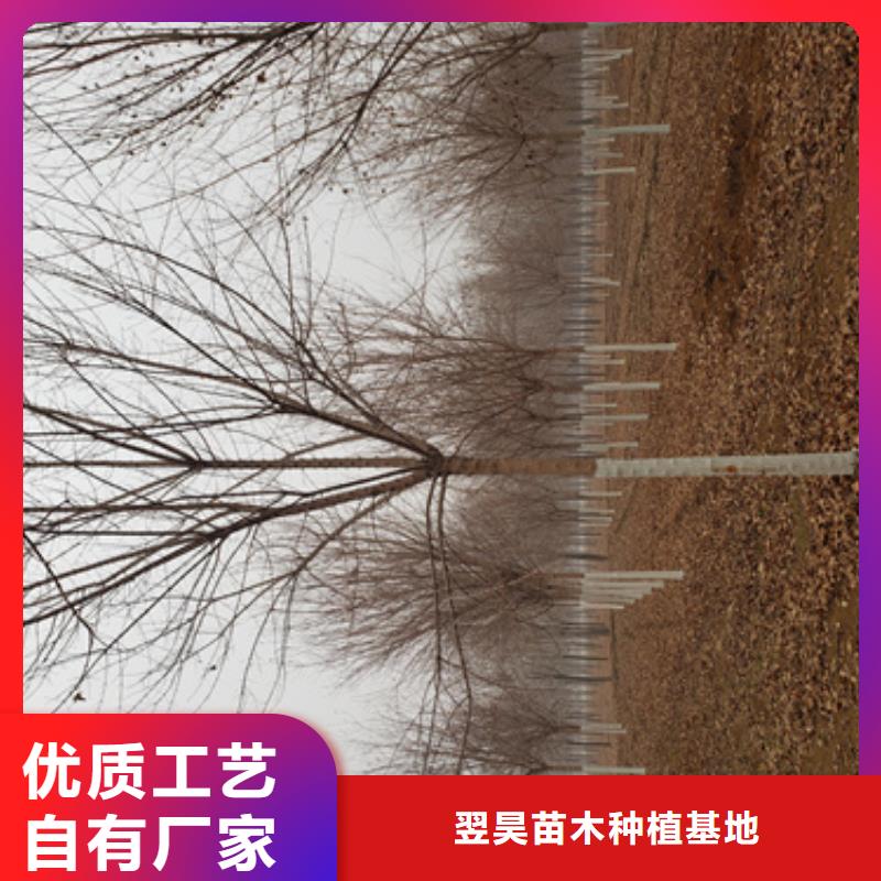 法桐北京栾出货及时