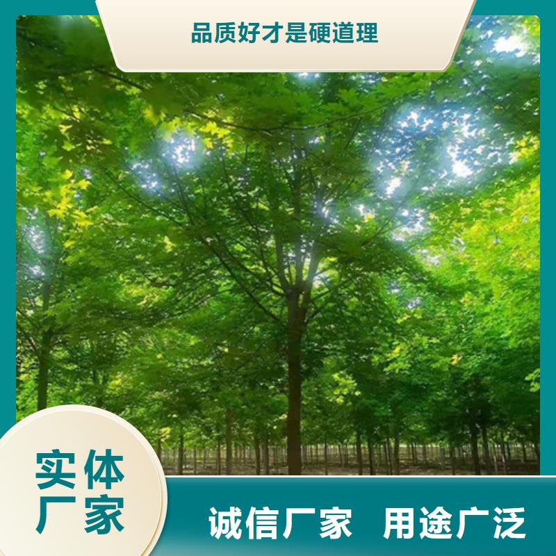法桐原生冠法桐长期供应