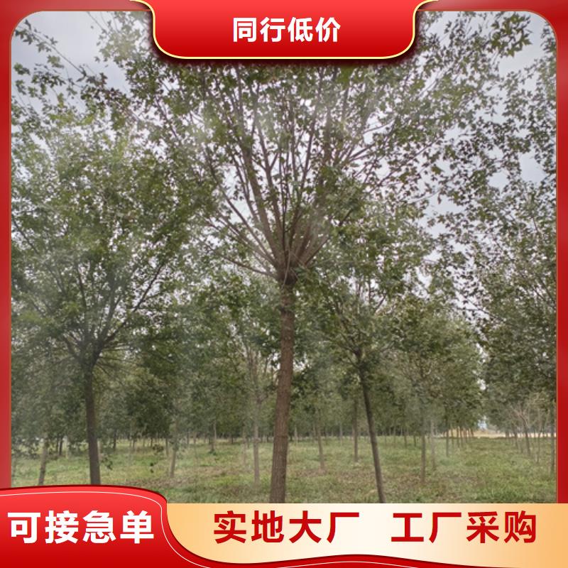 【法桐垂丝海棠用好材做好产品】