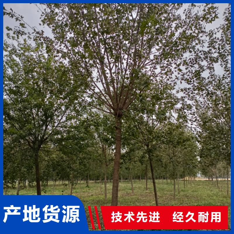 法桐_白蜡源头厂家