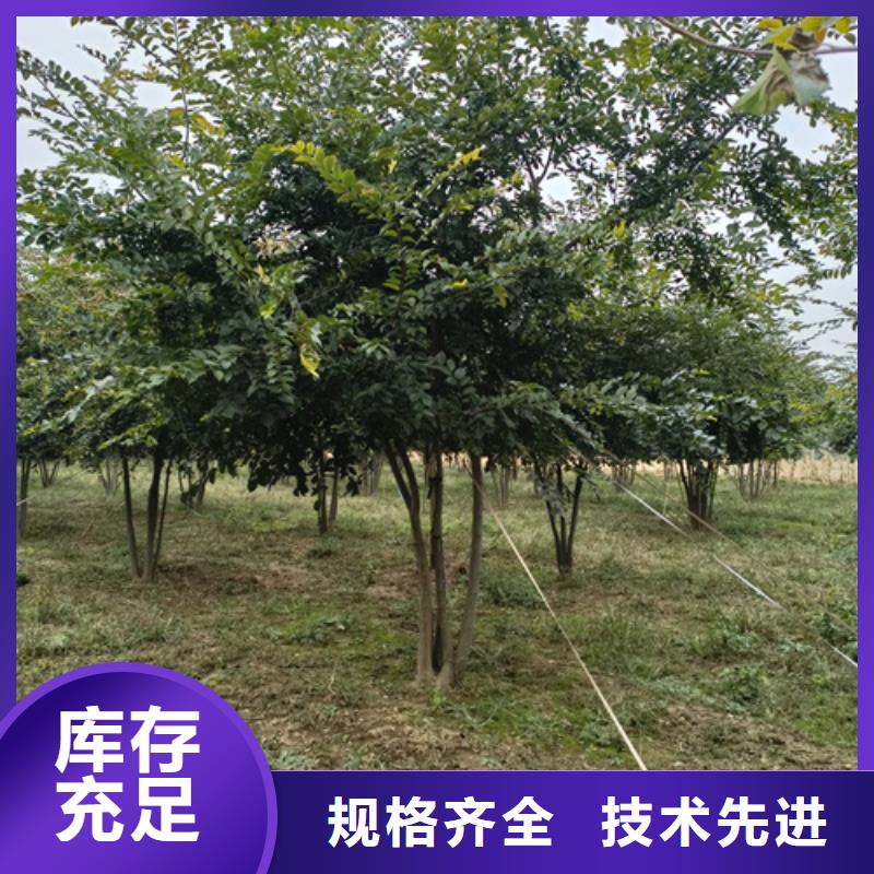 法桐国槐今日价格