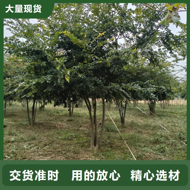 法桐-【金叶槐】的图文介绍本地供应商