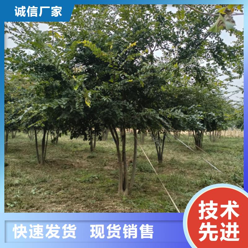 法桐_国槐细节决定品质