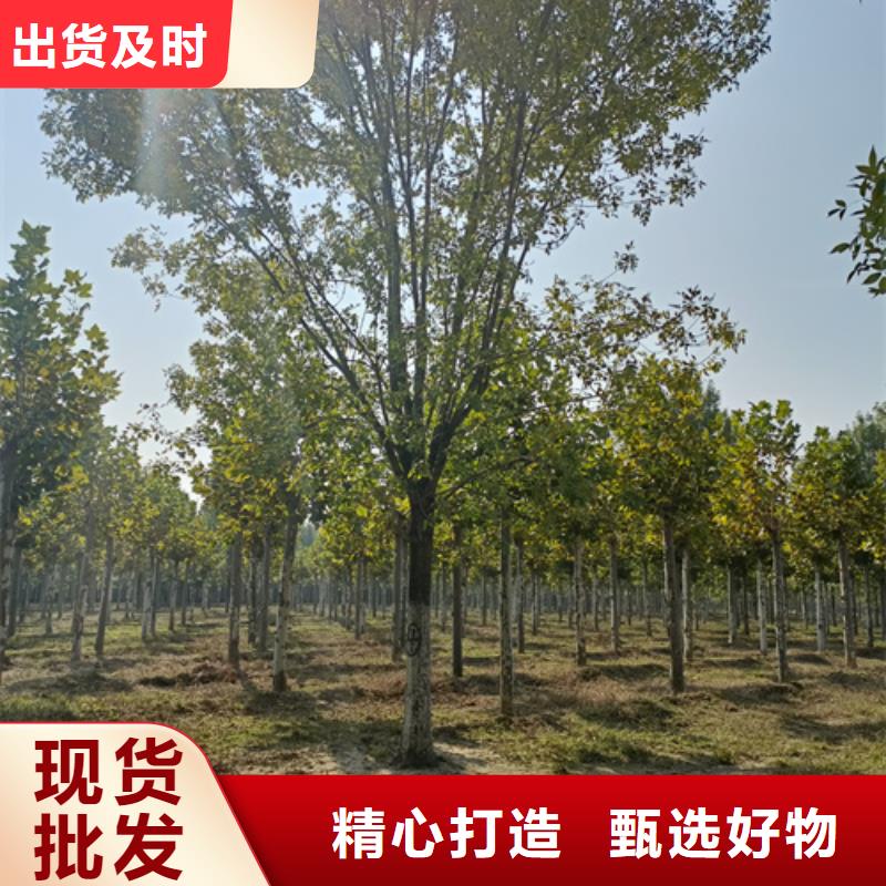 【法桐】,黄金槐多年厂家可靠