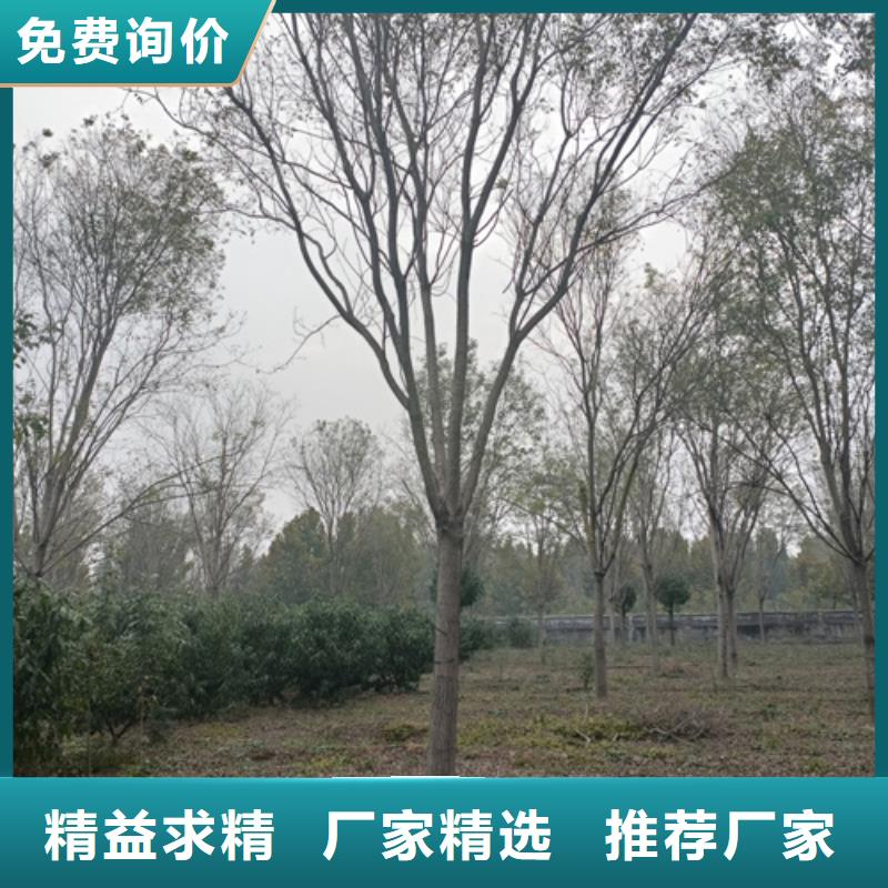 法桐黄金槐质量不佳尽管来找我